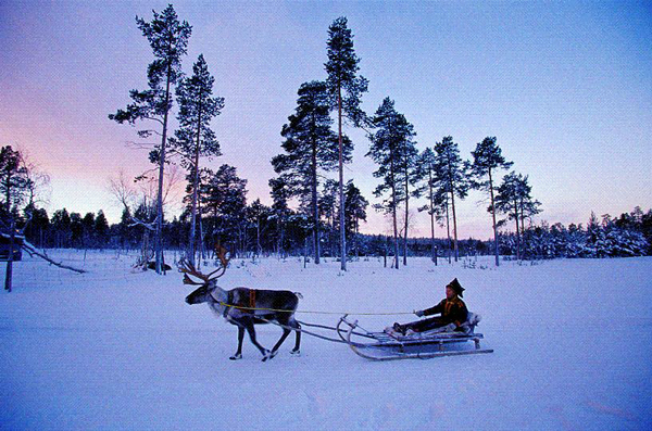 reindeer_sled_lapponia_lapland_finland_photo_jiang_ping